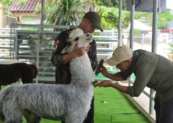DUA kakitanga Rimba Razia melakukan proses merapikan bulu seekor alpaca berikutan cuaca panas di Hulu Terengganu. - UTUSAN/PUQTRA HAIRRY ROSLI