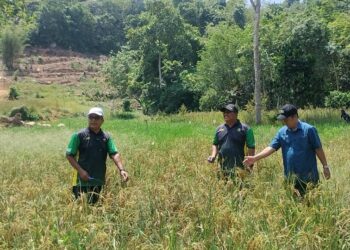 KERAJAAN negeri turut menyasarkan Sik sebagai hab padi huma yang dibangunkan di bawah LZNK di Kampung Chepir, Sik.