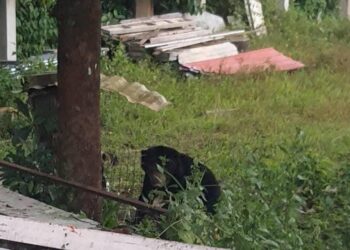 SEEKOR beruang matahari yang berkeliaran di Kampung Che Lijah, Dungun.