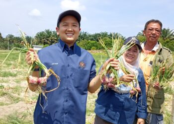 ARTHUR Joseph Kurup (kiri) menunjukkan bawang keluaran pertama negara yang berjaya dituai di Kampung Ladang Bikam, Sungkai, Tanjung Malim hari ini. - UTUSAN