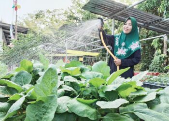 SANIDA Bakron menyiram anak pokok sayur yang disemai di Kampung Bakat, Jabi, Besut. – UTUSAN/WAN ZURATIKAH IFFAH WAN ZULKIFLI