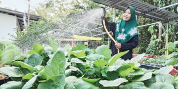 SANIDA Bakron menyiram anak pokok sayur yang disemai di Kampung Bakat, Jabi, Besut. – UTUSAN/WAN ZURATIKAH IFFAH WAN ZULKIFLI
