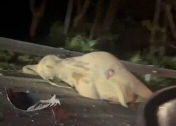 GAJAH yang mati dilanggar kereta di Kilometer 50 JRTB Gerik-Jeli di Gerik. - UTUSAN