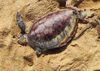 KEADAAN seekor penyu agar yang ditemukan mati terdampar di Pantai Chakar Hutan, Kerteh, Kemaman, hari ini. - UTUSAN/NIK NUR IZZATUL HAZWANI NIK ADNAN