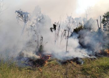 SEBAHAGIAN hutan gelam yang terbakar di Kampung Paya Rawa, Besut, hari ini. - UTUSAN/WAN ZURATIKAH IFFAH WAN ZULKIFLI
