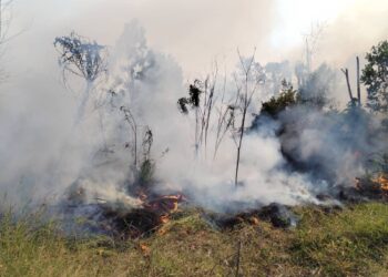 SEBAHAGIAN hutan gelam yang terbakar di Kampung Paya Rawa, Besut, hari ini. - UTUSAN/WAN ZURATIKAH IFFAH WAN ZULKIFLI