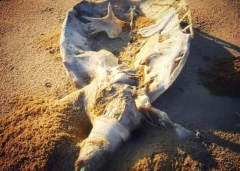 KEADAAN bangkai seekor penyu yang ditemukan di Pantai Sura, Dungun, hari ini. - UTUSAN/NIK NUR IZZATUL HAZWANI NIK ADNAN