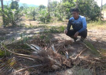 OSMAN Maliki menunjukkan antara pokok kelapa sawit yang dirosakkan gajah liar di kebunnya di Bandar Al Muktafi Billah Shah, Dungun, hari ini. UTUSAN/NIK NUR IZZATUL HAZWANI NIK ADNAN