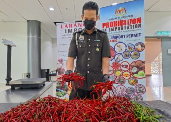 PEGAWAI Maqis menunjukkan cili dari Indonesia yang dirampas di Kompleks ICQS Melaka, Kota Laksamana, Melaka.