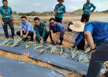 SHEIKH UMAR Bagharib Ali (empat dari kiri) menanam nanas premium varieti MD2 selepas perasmian Pusat Pengumpulan Nanas di Pusat Koreksional Jasin, Melaka. - UTUSAN/AMRAN MULUP