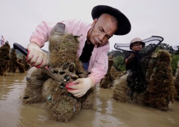 PENTERNAKAN kupang yang diusahakan di kawasan Pasir Panjang, Port Dickson.-UTUSAN/MOHD. SHAHJEHAN MAAMIN.