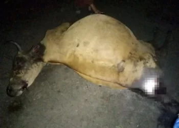SEEKOR lembu betina yang sedang bunting ditemukan mati dipercayai dibaham harimau di Kampung Bukit Lanjut, Pendang.