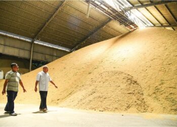 MARZUKHI Othman meninjau kilangnya dengan padi yang masih tersadai belum diproses di kilang Dibuk Sdn. Bhd. Kangar, Perlis kelmarin. – UTUSAN/IZLIZAN OTHMAN