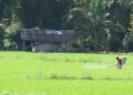 SELUAS 100 hektar kawasan sawah padi di Negeri Sembilan yang sebelum ini terbiar akan dibangunkan semula menerusi program Pelestarian Sawah Nogori yang diwujudkan bagi meningkatkan pengeluaran padi di negeri ini.