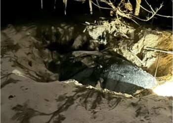 SEEKOR penyu spesies agar dengan nombor tag SEATRU UMT, dilaporkan mendarat dan bertelur di pantai Vietnam.