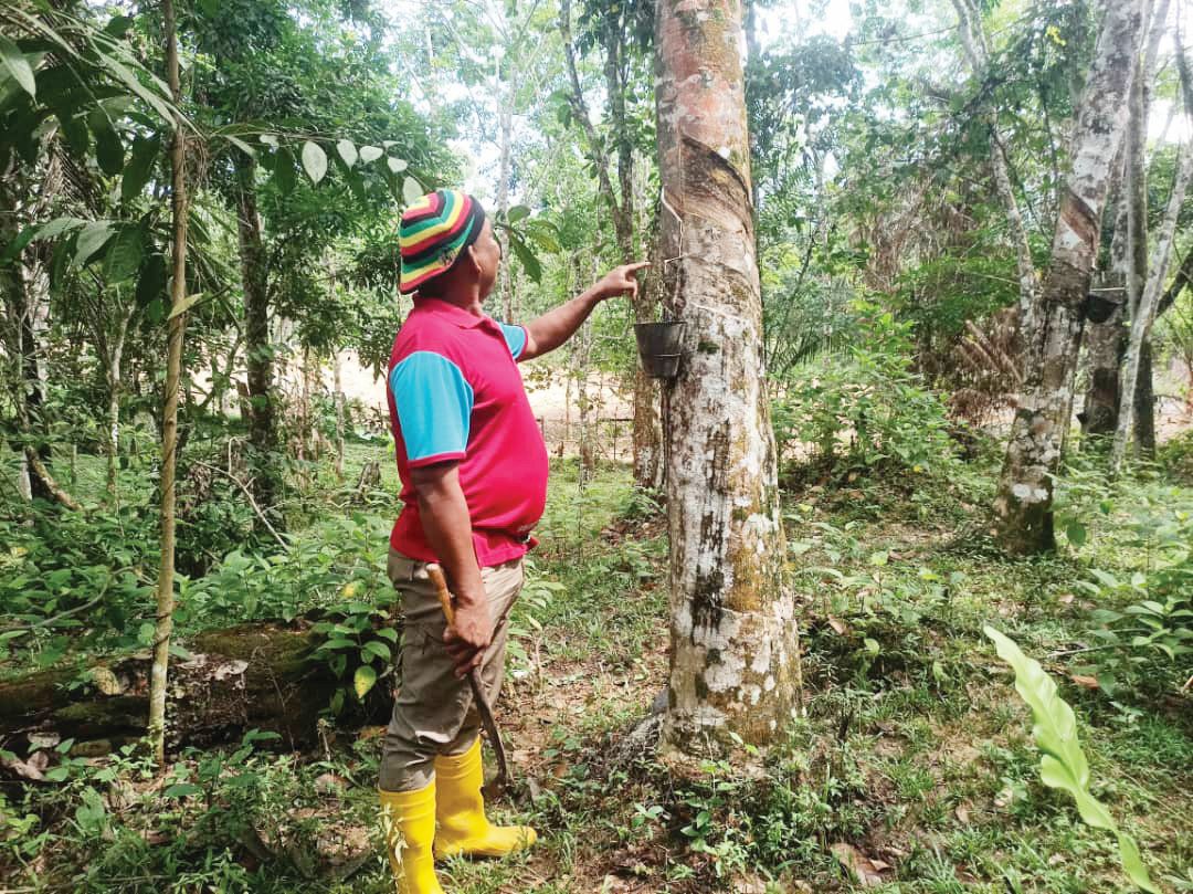 Kemarau, cuaca panas jejas pengeluaran susu getah di Lipis