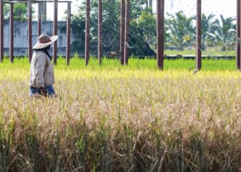 HASIL padi di Sekinchan, Selangor adalah tertinggi dalam 
negara dengan setiap hektar mampu menghasilkan 12 tan padi 
berbanding negeri lain sekitar empat tan. Majoriti pesawah 
Cina di Sekinchan teliti daripada peringkat penyediaan tanah, 
penggunaan benih berkualiti, pembajaan teratur hingga kaedah 
mencegah serangan rumpai dan serangga perosak.