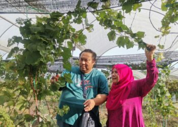 SHUHAIMI Ishak dan isterinya, Siti Saloma Saad memeriksa daun anggur di ladang mereka di Ulu Dedap dekat Pasir Salak. - UTUSAN/AIN SAFRE BIDIN