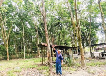 BAH Tuak Bah Anjang menunjukkan keadaan pokok getah yang mengalami penyakit daun kuning di Palawan, Langkap dekat Pasir Salak. – UTUSAN/AIN SAFRE BIDIN