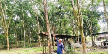 BAH Tuak Bah Anjang menunjukkan keadaan pokok getah yang mengalami penyakit daun kuning di Palawan, Langkap dekat Pasir Salak. – UTUSAN/AIN SAFRE BIDIN