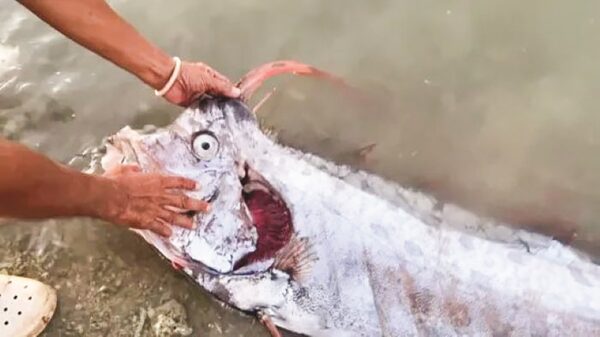 ‘Ikan kiamat’ muncul sebelum gempa melanda Taiwan 5