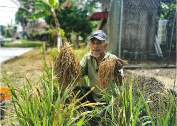 ALIAS Salleh menunjukkan padi huma yang dituai di pekarangan rumahnya di Kampung Tebakang, Marang. - UTUSAN/KAMALIZA KAMARUDDIN