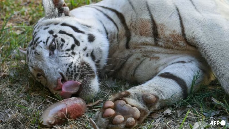 Darah beku, mandian bantu sejukkan haiwan di zoo Filipina 