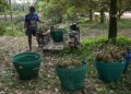 SEORANG pekerja mengutip buah durian di ladang BB Garden di wilayah Chanthaburi, timur Thailand.-AFP