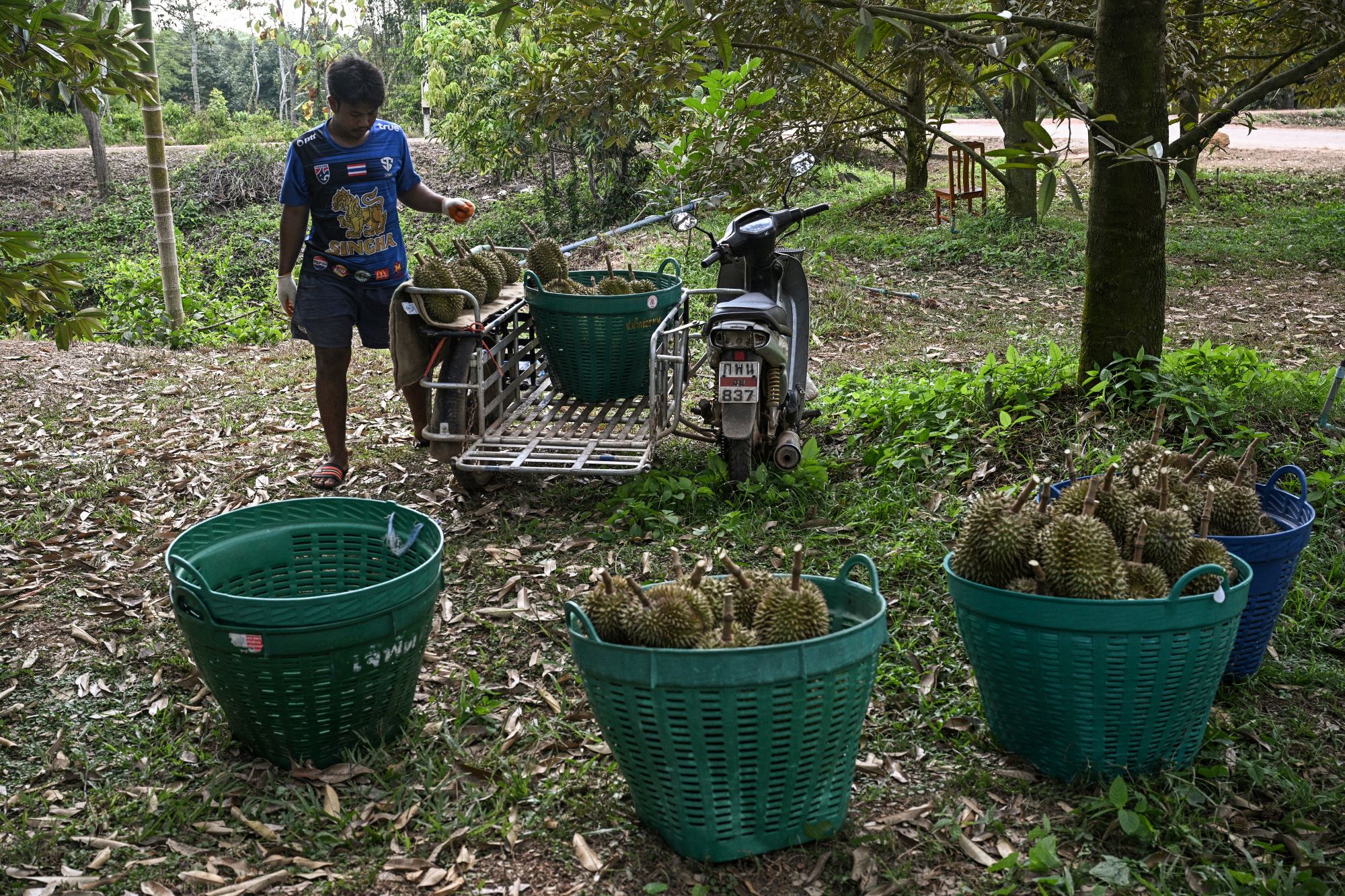 Gelombang haba jejas pengeluaran durian di Thailand