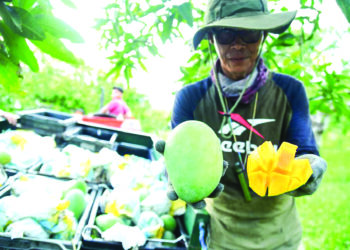 SEORANG pekerja kebun harumanis menunjukkan isi harumanis di Sungai Batu Pahat, Perlis semalam.
– UTUSAN/IZLIZAN OTHMAN