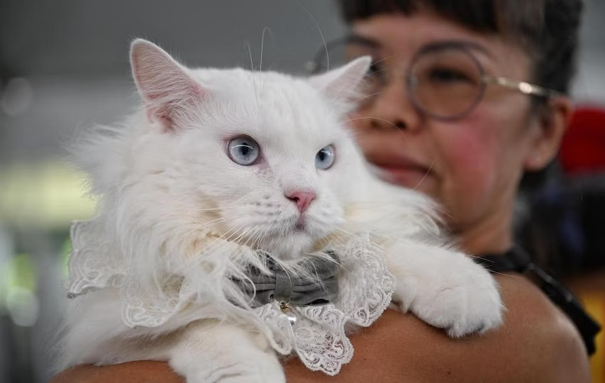 Penghuni rumah pangsa di Singapura dibenarkan pelihara kucing, tanam mikrocip