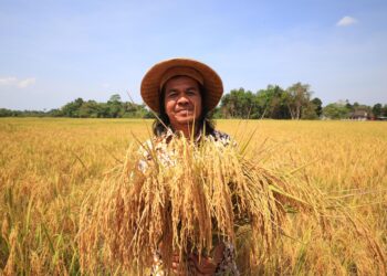 MOHD. Yusri Mohammad Nor menunjukan hasil padi yang ditanam bebas daripada penggunaan racun dan baja di Kampung Lubok Jambu, Kota Bharu, Kelantan. – UTUSAN/KAMARUL BISMI KAMARUZAMAN.