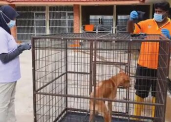 ANJING adalah antara haiwan yang terlibat dalam Program Pemandulan Bersubsidi yang julung kalinya dianjurkan oleh MBSP dengan kerjasama tiga buah klinik swasta di seluruh Seberang Perai, Pulau Pinang.