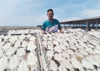 FAZIL Zabidi Zakaria menjemur sotong di Kampung Air Tawar, Besut, Terengganu- UTUSAN/WAN ZURATIKAH IFFAH WAN ZULKIFLI