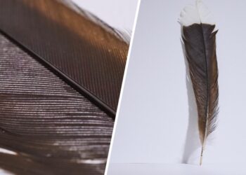 BULU burung huia termahal yang dilelong di Rumah Lelong Webb di New Zealand.-AGENSI 