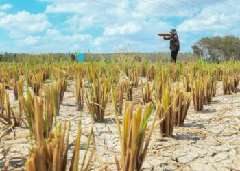 kerajaan negeri tidak menolak kemungkinan sawah di luar Mada  akan beralih kepada tanaman kenaf.