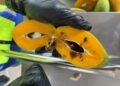 SEBAHAGIAN buah mangga diimport dari Thailand yang dicemari dengan serangga perosak. – IHSAN MAQIS