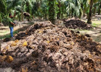 TANDAN sawit kosong mampu menjana pendapatan lumayan sekiranya sisa itu dimanfaatkan dan dibuat produk inovasi seperti kertas, cawan dan pembungkus makanan yang mesra alam. – UTUSAN/SHAIKH AHMAD RAZIF