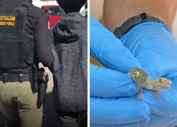 CICAK hidup yang dipercayai cuba diseludup lelaki warga Malaysia keluar dari Australia. -IHSAN ABF