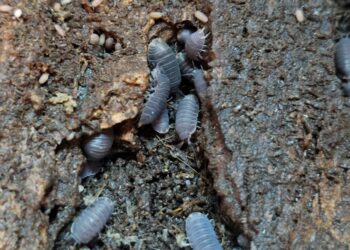ISOPOD kebiasaannya tinggal di bawah tanah kerana suhu yang lebih lembab.