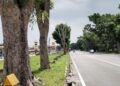 POKOK di tepi jalan yang berisiko di Taman Merdeka, Melaka telah ditebang oleh kakitangan MBMB. - UTUSAN/AMRAN MULUP