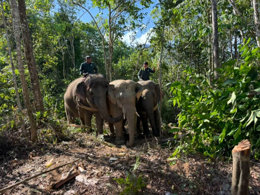 Perhilitan tangkap, pindah gajah liar elak penduduk rugi tanaman musnah