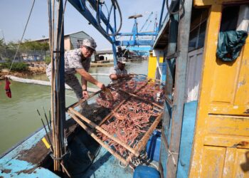 MOHD. Firdaus Mohd. Anuar memeriksa sotong kering yang ditangkap secara haram oleh nelayan Vietnam dari perairan Kuala Terengganu di Jeti Markas Maritim Terengganu, Kuala Terengganu hari ini. - UTUSAN/PUTQRA HAIRRY ROSLI