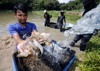DAERAH Kuala Pilah khususnya di Seri Menanti menjadi pengeluar tertinggi udang galah di Negeri Sembilan.