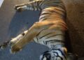 SEEKOR harimau belang ditemukan mati dilanggar sebuah kenderaan di kilometer 50.8 Lebuhraya Pantai Timur (LPT) arah Kuala Lumpur berhampiran Lentang, Bentong. - IHSAN PERHILITAN PAHANG