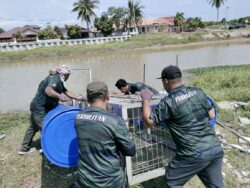 Perhilitan pasang perangkap, buru buaya 500 kg Sungai Malim