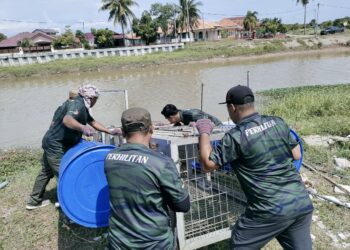 ANGGOTA Perhilitan memasang perangkap buaya di Sungai Malim, Kampung Tengah, Melaka. - UTUSAN/AMRAN MULUP