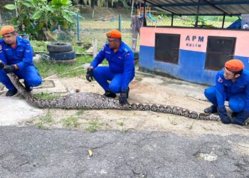 ANGGOTA APM Daerah Kulim menunjukkan  seekor ular sawa yang ditangkap di sebuah pejabat kerajaan di Jalan Hospital, Kulim.