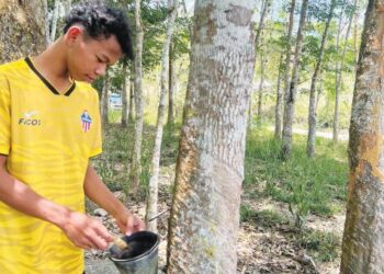 SEORANG penduduk Orang Asli melihat bekas susu getah yang kosong di kebun milik keluarganya di Rancangan Pengumpulan Semula (RPS) Kuala Betis, Gua Musang, Kelantan. – UTUSAN/AIMUNI TUAN LAH