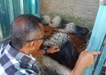 ANUAR Rahman melihat landak raya ketika memberikan makanan di kandang khas di Felda Sungai Tekam di Jerantut, Pahang. - UTUSAN/HARIS FADILAH AHMAD